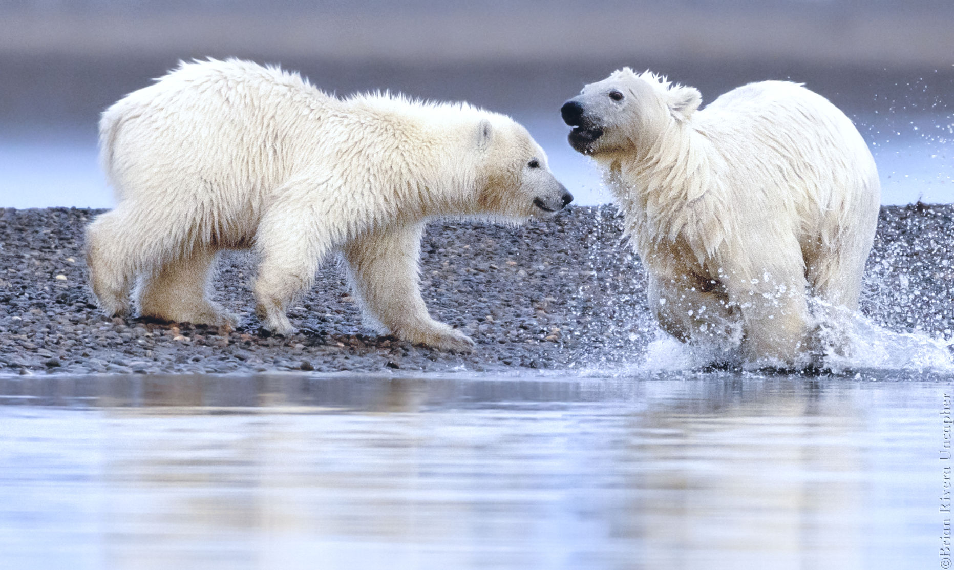 Polar Bear Cubs